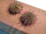 sea urchin